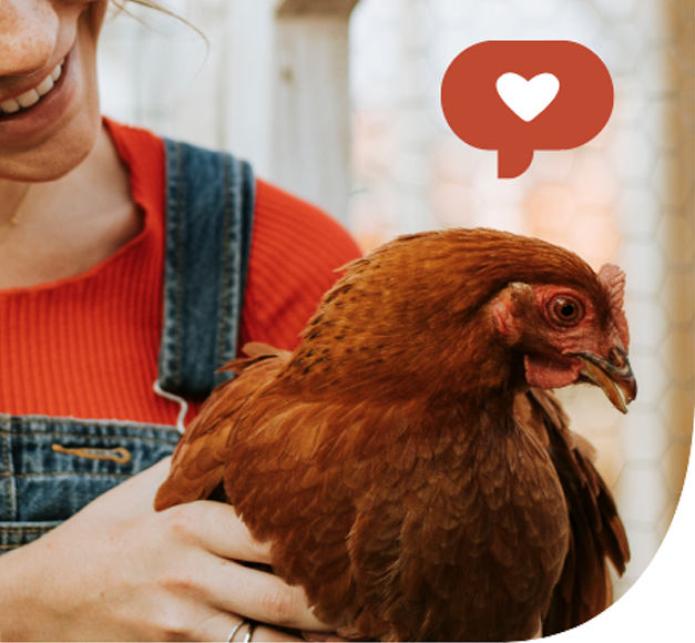 Bien-être des poules