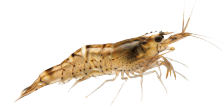 La crevette amano