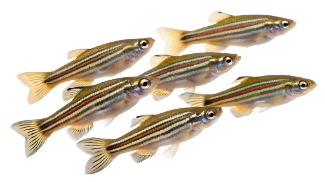 Le danio