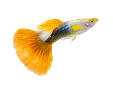 Le guppy