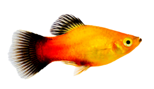Le platy