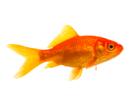 Le poisson rouge