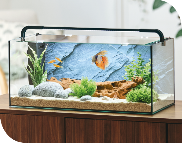 Abysse Aquarium 2