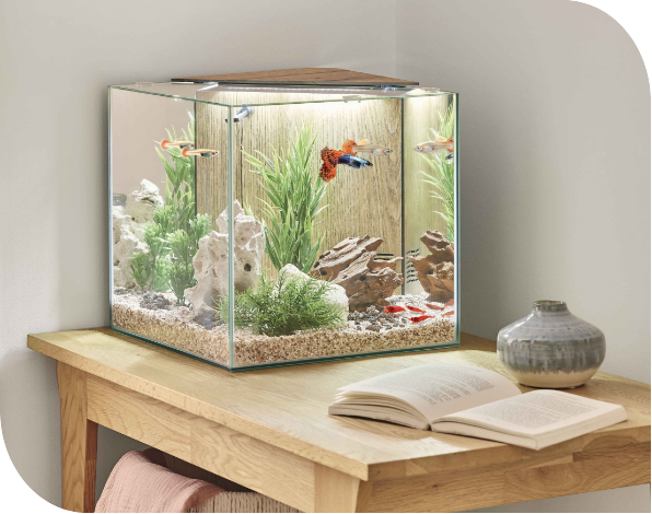 Stella Aquarium 2